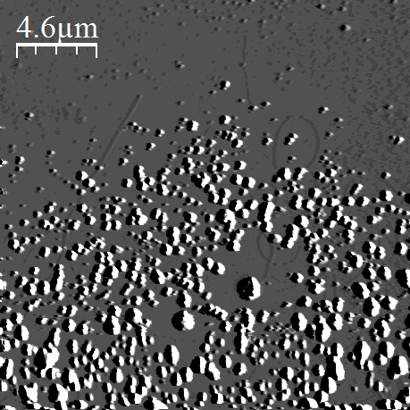Atomic force micrograph, widest view of the nanotube sample
