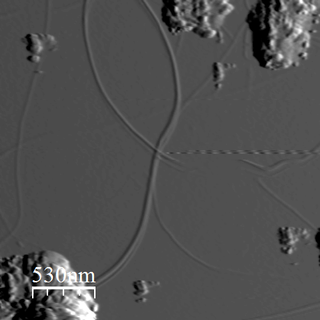 Atomic force micrograph of a nanotube on a flatter region