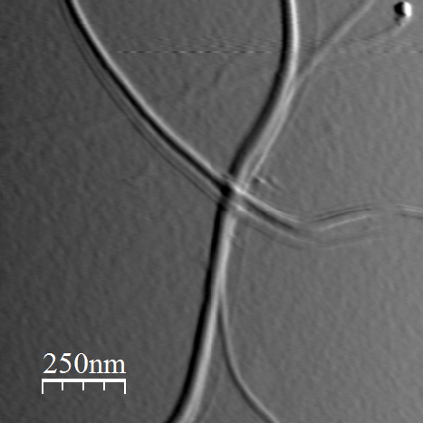 Atomic force micrograph of multiple carbon nanotubes