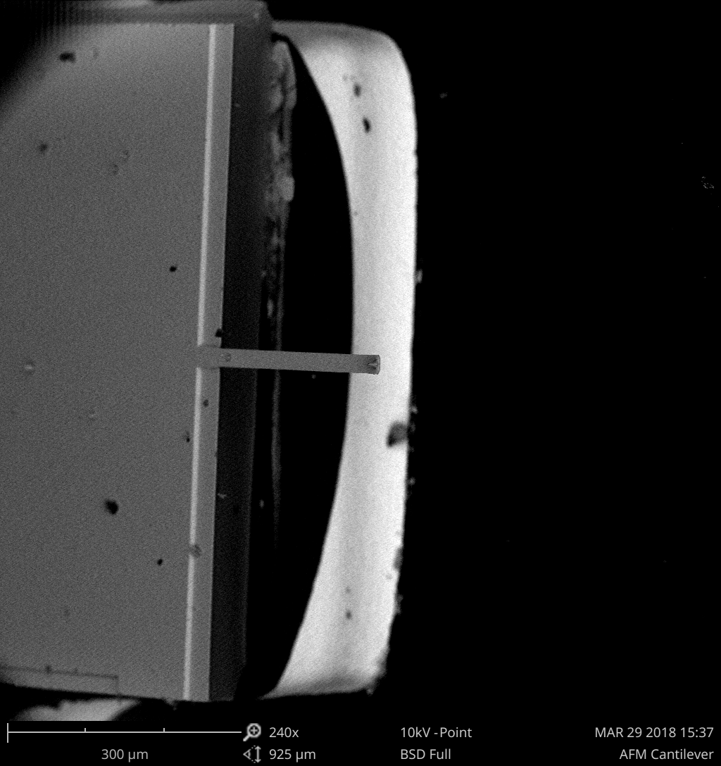 Scanning electron micrograph of an atomic force microscope cantilever and tip