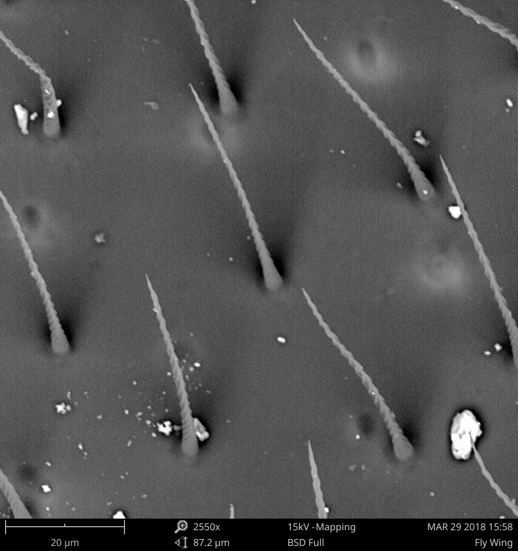 Scanning electron micrograph of a fly's wing