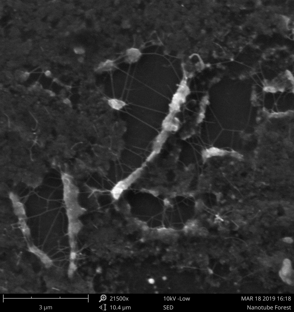 Scanning electron micrograph of carbon nanotubes
