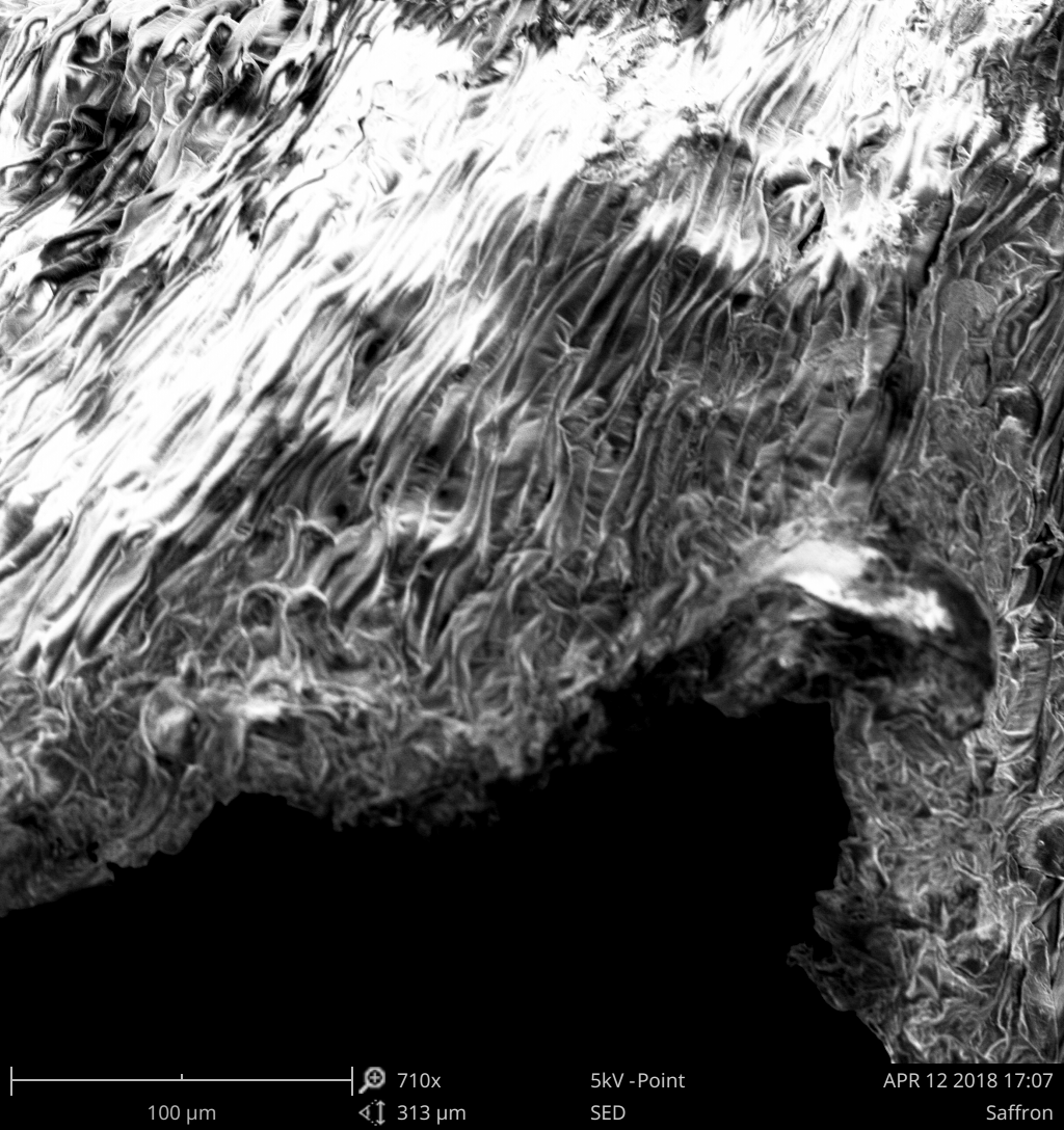 Scanning electron micrograph of a thread of saffron